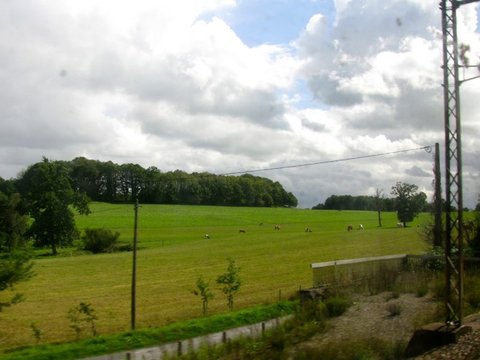 Cattle grazing on a bright green pasture below a wooded ridge, seen past railway catenary masts under a sky of heavy cloud.