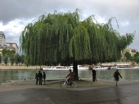 A large weeping willow stands on a riverside quay as a cyclist passes beneath it, with white river boats and apartment buildings across the water.