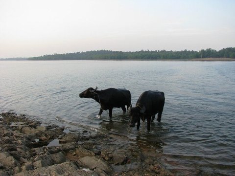 Two black water buffaloes stand in the shallows beside a rocky shore, a long wooded bank stretching across the far side of the water.