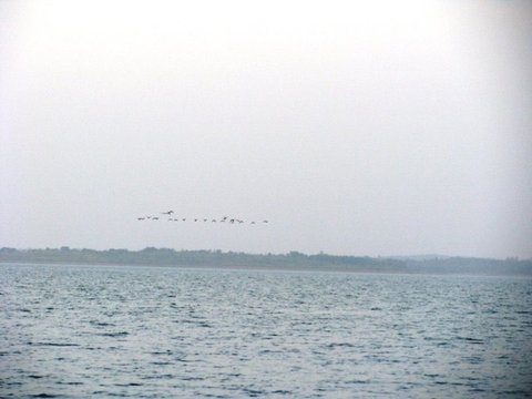 A thin line of birds flies low over grey rippled water towards a distant wooded shore under a pale, hazy sky.