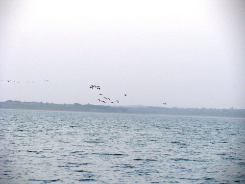 A loose flock of birds scatters above choppy grey water, a low wooded shoreline faint in the haze behind them.
