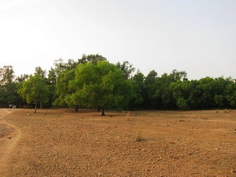 Rounded green trees stand on a bare expanse of pebbled red laterite soil, with a dirt path curving in from the left.