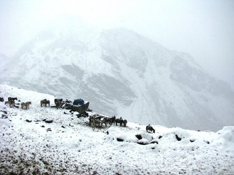 A string of ponies stands on a snowy slope beside a small blue tent, a steep snow-streaked mountain face looming behind in cloud.