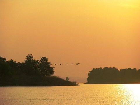 A line of birds flying low between two wooded headlands over water turned gold by the evening sun.