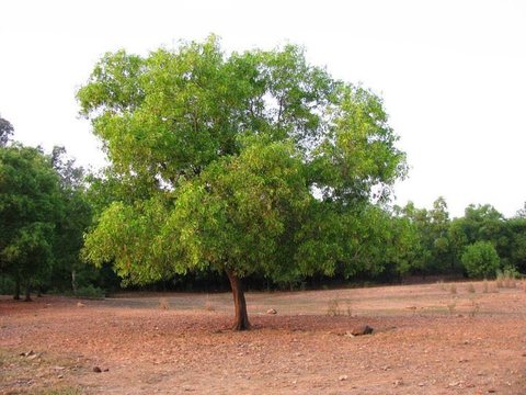 A single bright-green tree standing on red earth in front of a dark line of woodland.
